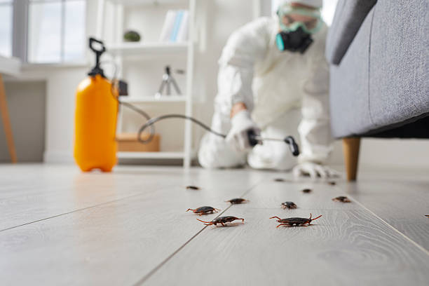 Trusted Cockroach Control service in Bay St. Louis, MS - Nex Pest Control
